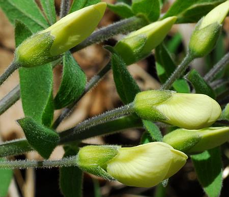 Baptisia_bracteata_calyces.jpg