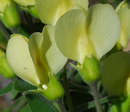 Baptisia_bracteata_flowers.jpg