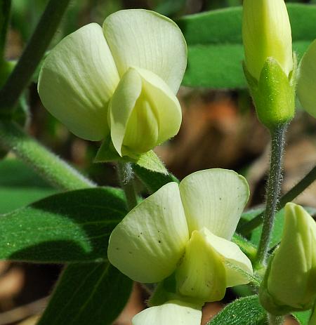 Baptisia_bracteata_flowers2.jpg