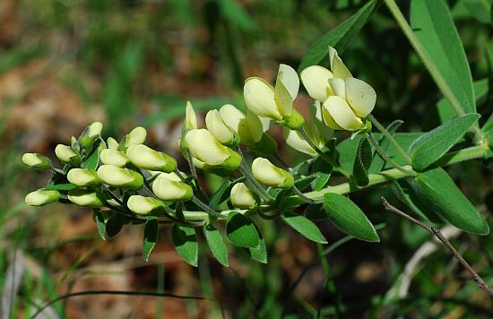 Baptisia_bracteata_inflorescence.jpg