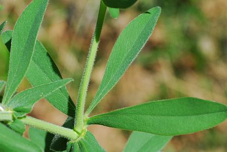 Baptisia_bracteata_leaf1.jpg