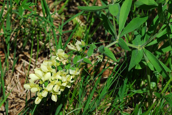 Baptisia_bracteata_plant.jpg