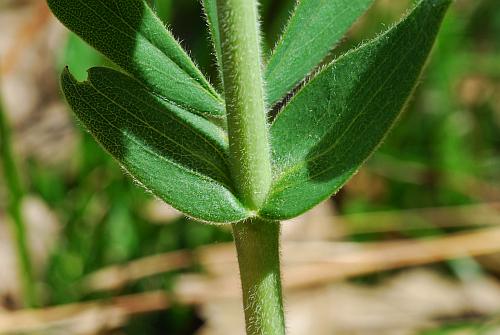 Baptisia_bracteata_stem.jpg