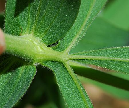 Baptisia_bracteata_stipule.jpg