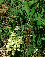 Baptisia bracteata thumbnail