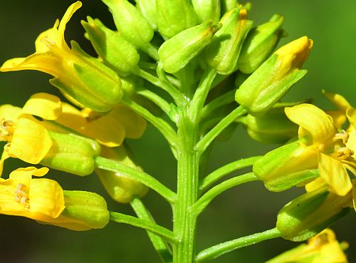 Barbarea_vulgaris_calyces.jpg