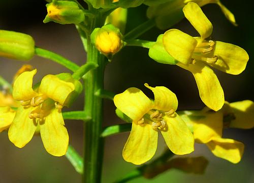 Barbarea_vulgaris_flowers.jpg