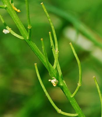 Barbarea_vulgaris_fruits.jpg