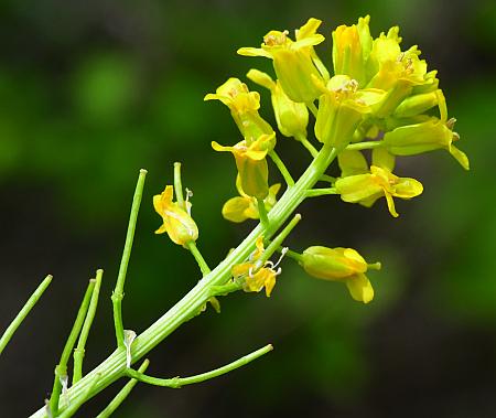 Barbarea_vulgaris_inflorescence.jpg