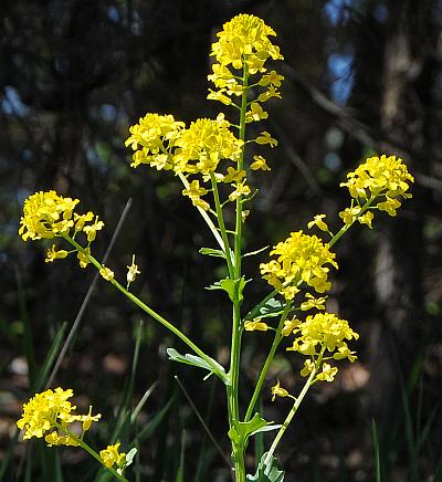 Barbarea_vulgaris_inflorescence2.jpg