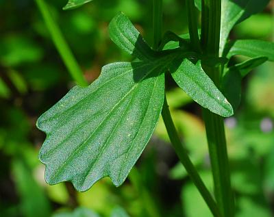 Barbarea_vulgaris_leaf1.jpg