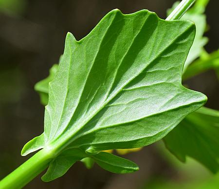 Barbarea_vulgaris_leaf2.jpg