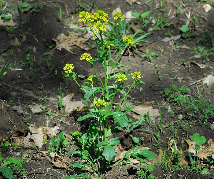 Barbarea_vulgaris_plant2.jpg