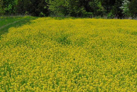 Barbarea_vulgaris_population.jpg