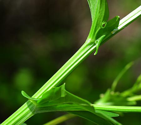 Barbarea_vulgaris_stem.jpg