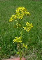 Barbarea vulgaris thumbnail