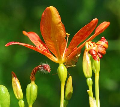 Belamcanda_chinensis_flower.jpg