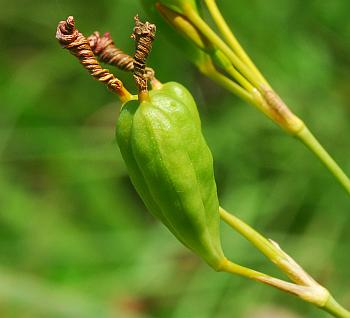 Belamcanda_chinensis_fruit.jpg