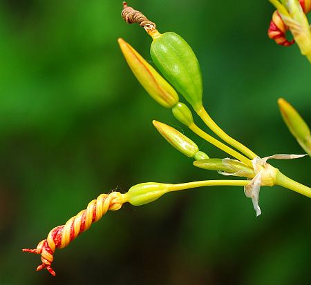 Belamcanda_chinensis_fruit0.jpg