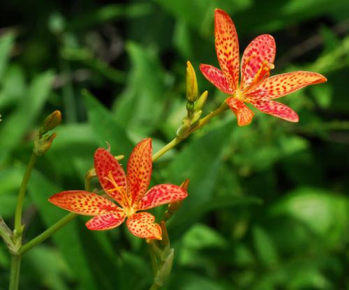 Belamcanda_chinensis_inflorescence.jpg