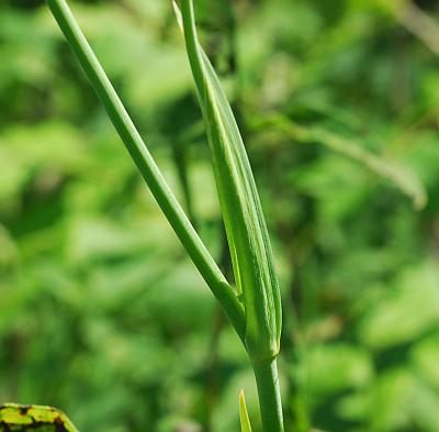 Belamcanda_chinensis_leaf.jpg