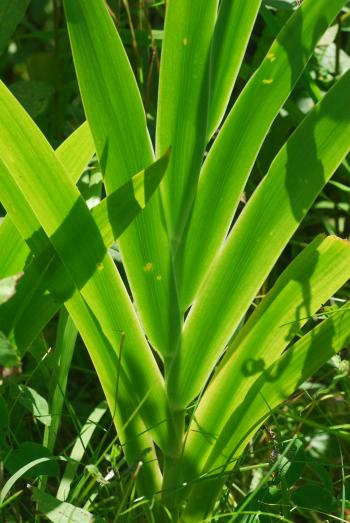 Belamcanda_chinensis_leaves.jpg