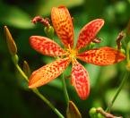 Belamcanda chinensis thumbnail