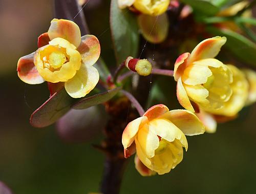 Berberis_thunbergii_flowers1.jpg