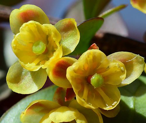 Berberis_thunbergii_flowers2.jpg