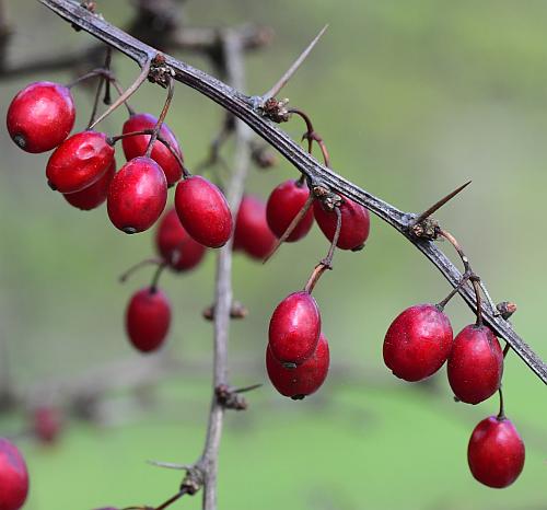 Berberis_thunbergii_fruits.jpg