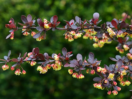 Berberis_thunbergii_inflorescence1.jpg