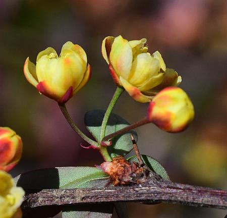 Berberis_thunbergii_inflorescence2.jpg