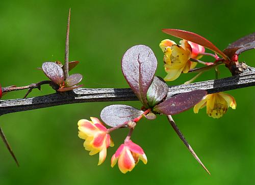 Berberis_thunbergii_stem.jpg