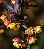 Berberis thunbergii thumbnail