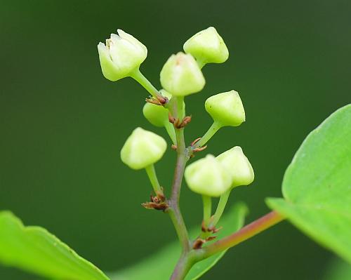 Berchemia_scandens_inflorescence.jpg