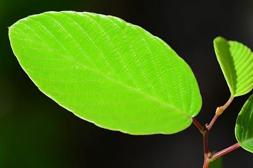 Berchemia_scandens_leaf1.jpg