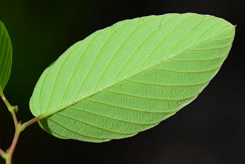 Berchemia_scandens_leaf2.jpg