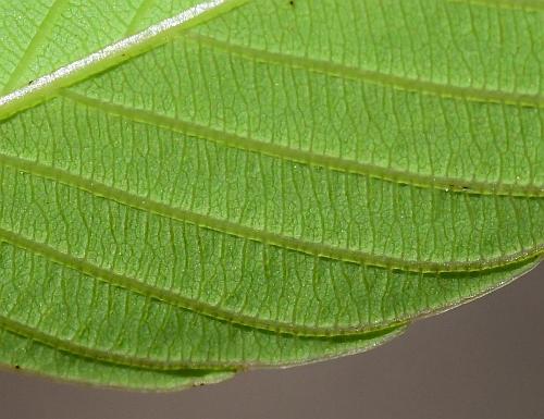 Berchemia_scandens_leaf2a.jpg