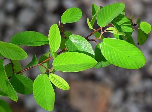 Berchemia_scandens_leaves.jpg