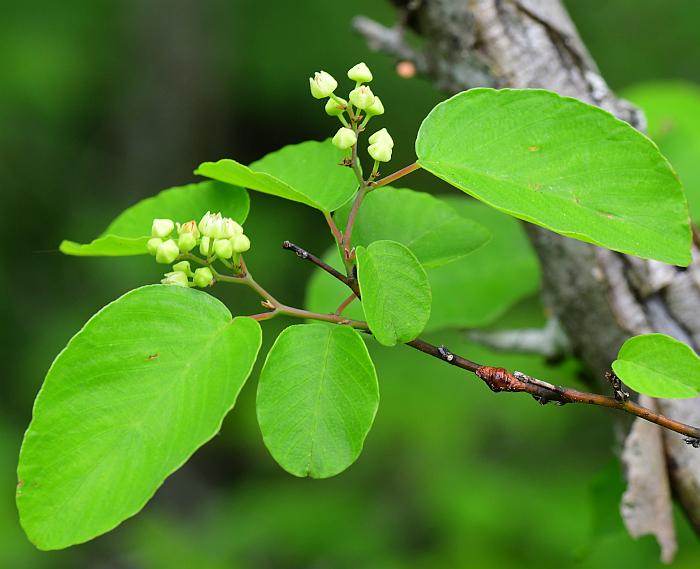 Berchemia_scandens_plant.jpg