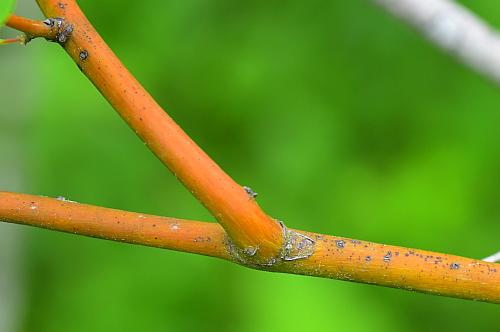 Berchemia_scandens_stem.jpg