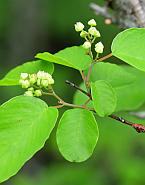 Berchemia scandens thumbnail