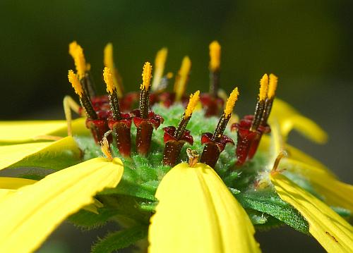 Berlandiera_texana_florets.jpg