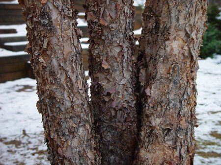 Betula_nigra_bark01.jpg