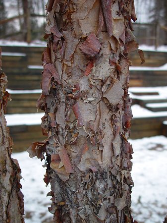 Betula_nigra_bark02.jpg