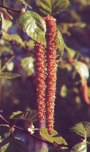 Betula_nigra_catkins.jpg