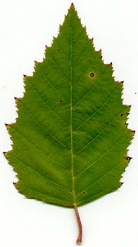 Betula_nigra_leaf.jpg
