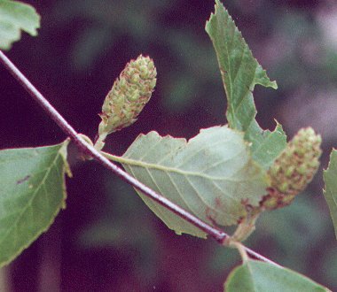 Betula_nigra_pistillate_flowers.jpg