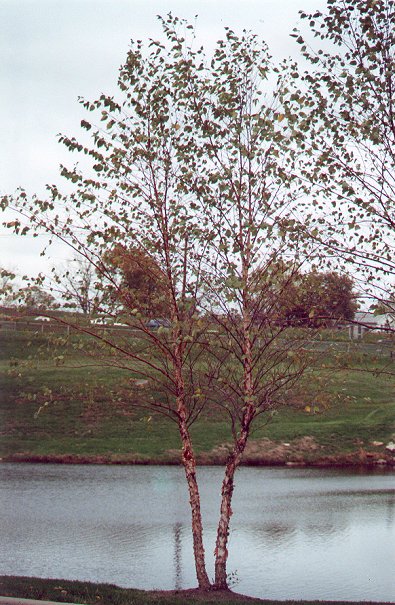 Betula_nigra_plant.jpg