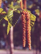 Betula nigra thumbnail